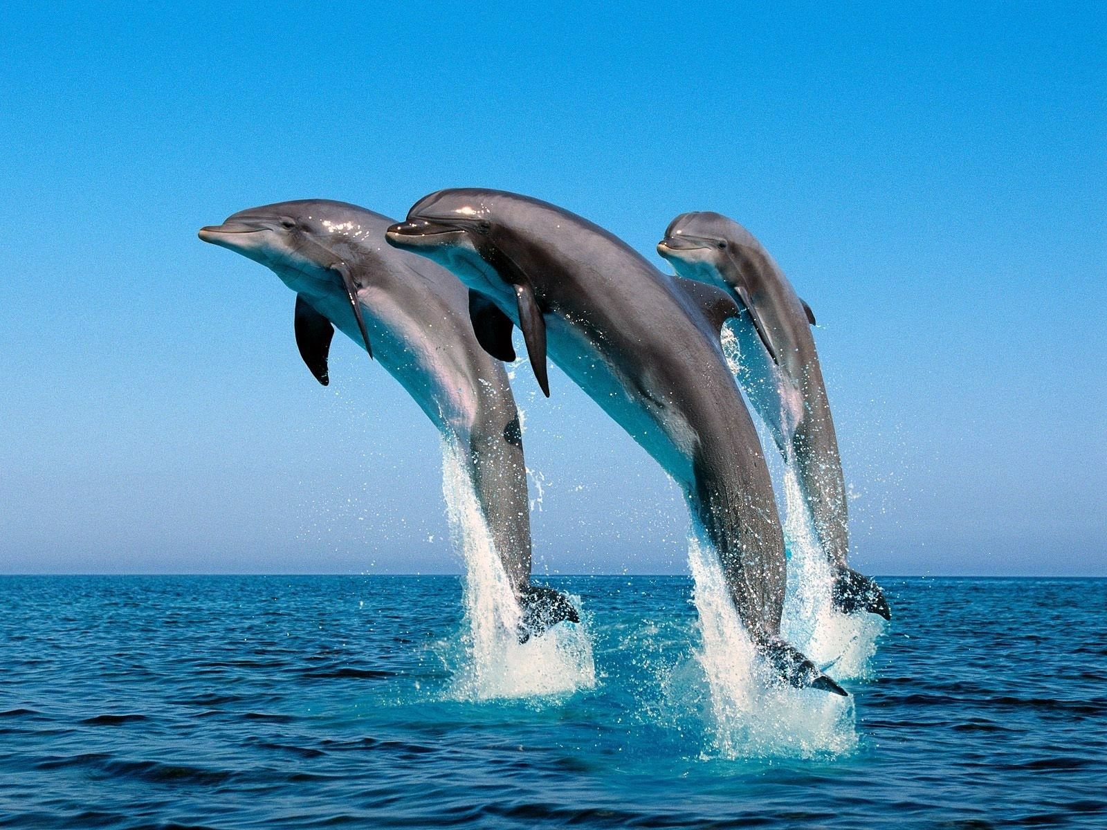 1600x1200 Phone wallpaper: Fishes, Sea, Animals, Water, Dolfins 1923