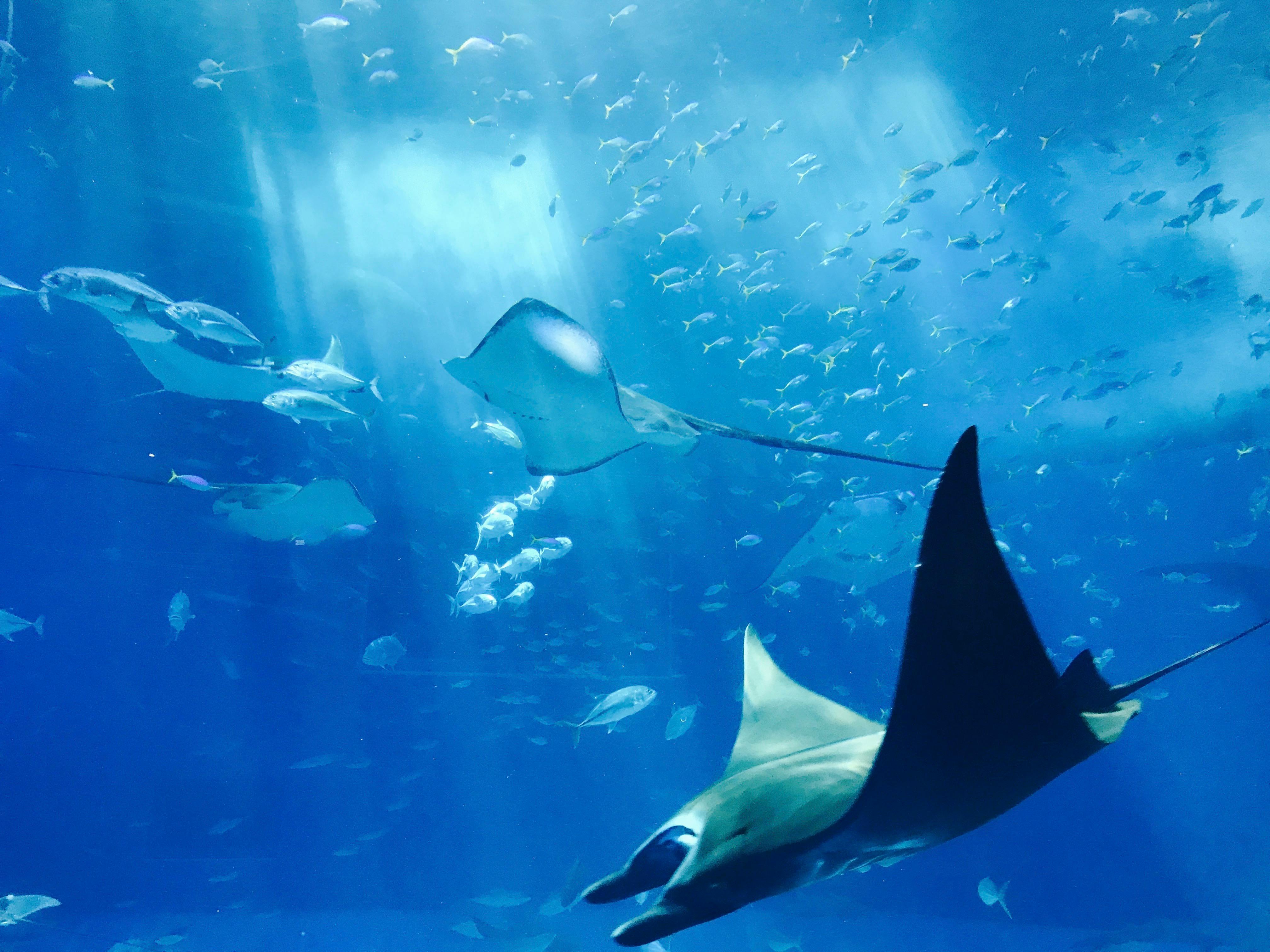 4032x3024 Ocean Animals Laptop Wallpaper