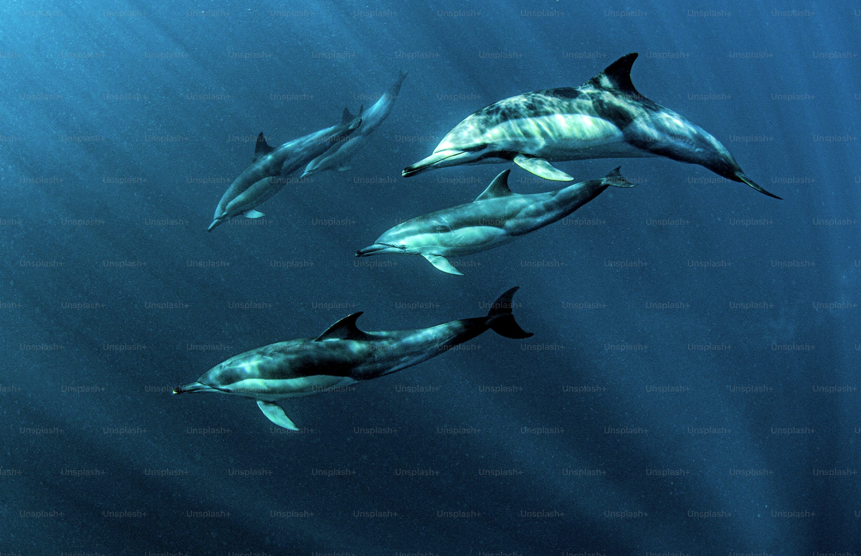 3000x1939 Water Animals Picture. Download Free Image