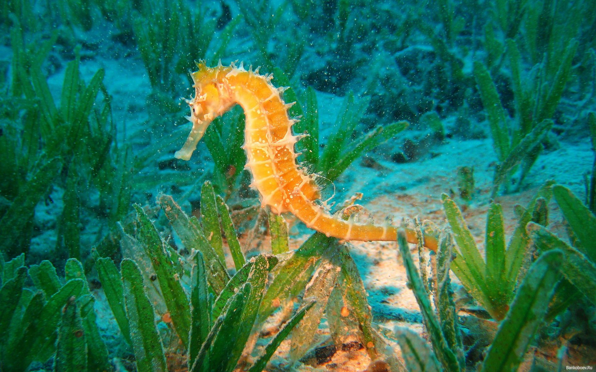 1920x1200 seahorse, Animals, Fishes, Sea, Life, Ocean, Underwater, Plants, Aquarium, Color, Fins Wallpaper HD / Desktop and Mobile Background