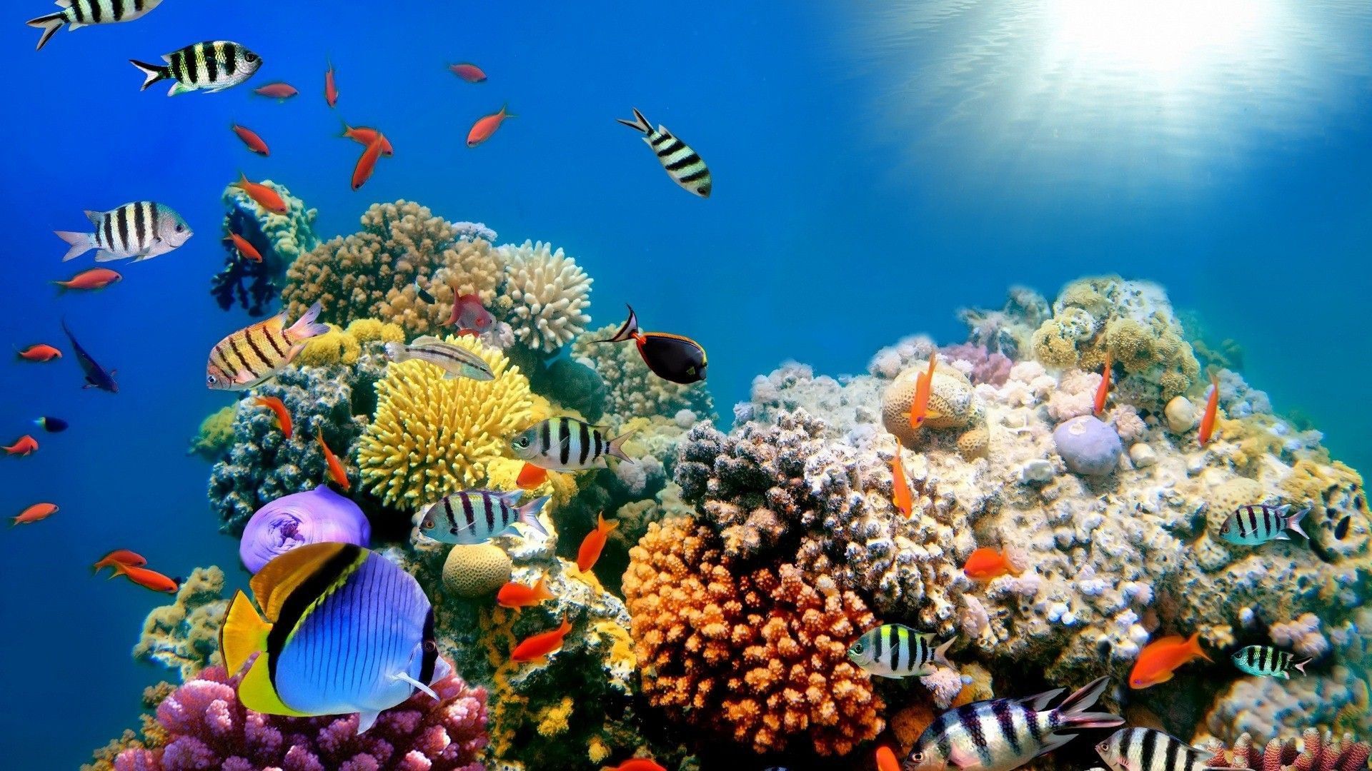 1920x1080 Colorful Shoal of Fishes Near Coral Reefs Under Sea HD Animals Wallpaper