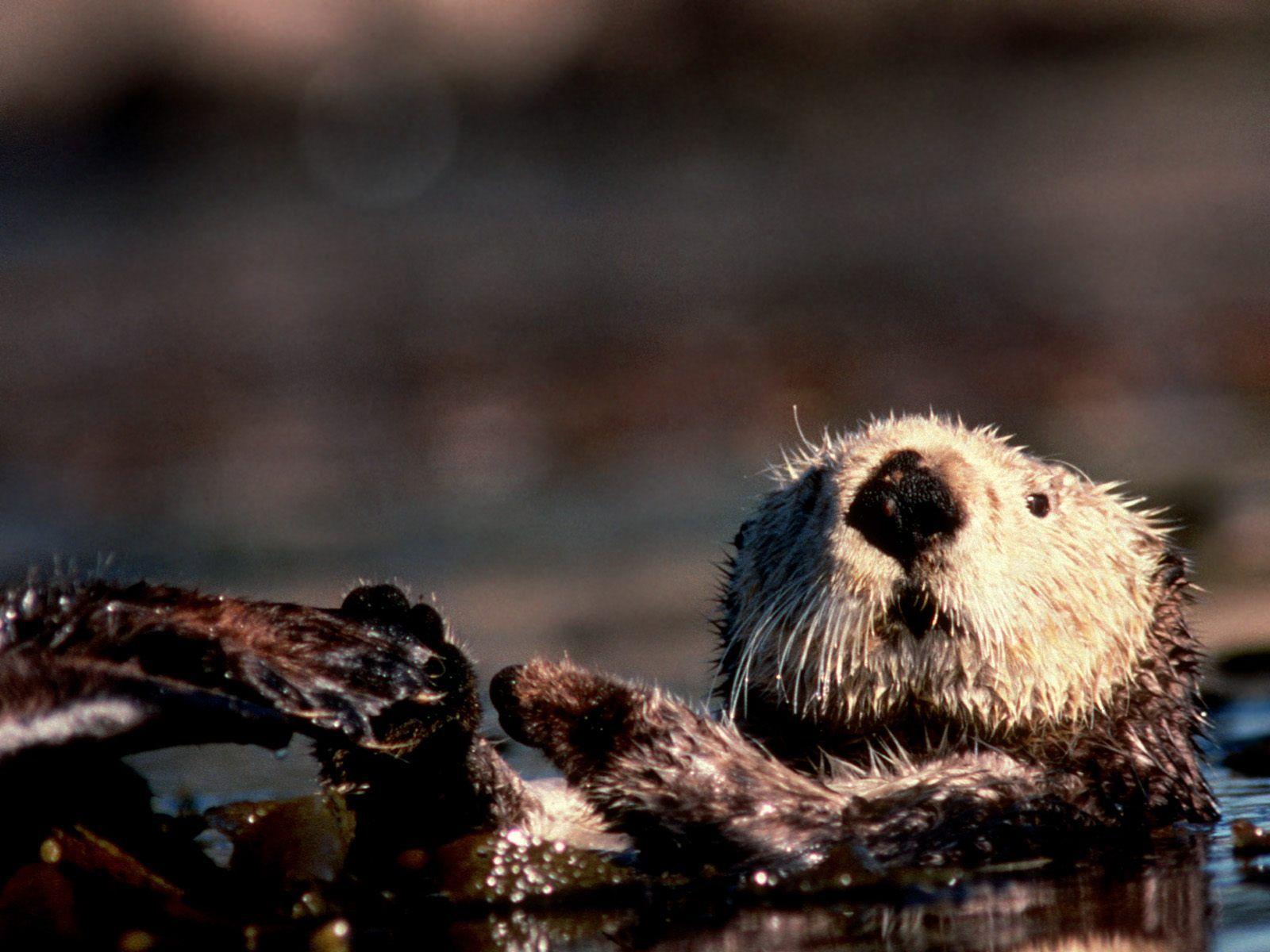 1600x1200 beaver picture. One Wallpaper Online