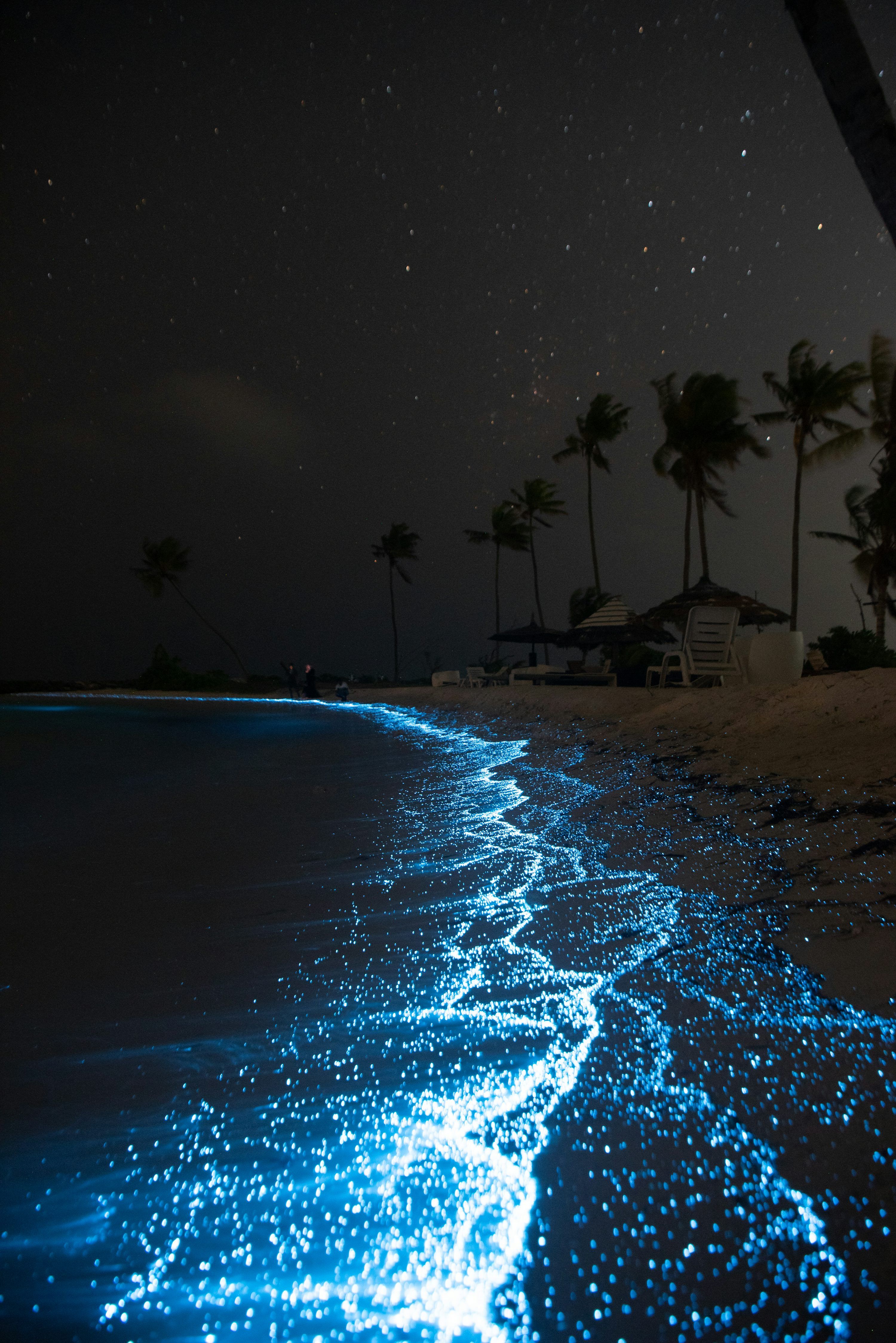 3000x4494 Bioluminescence Picture. Download Free Image