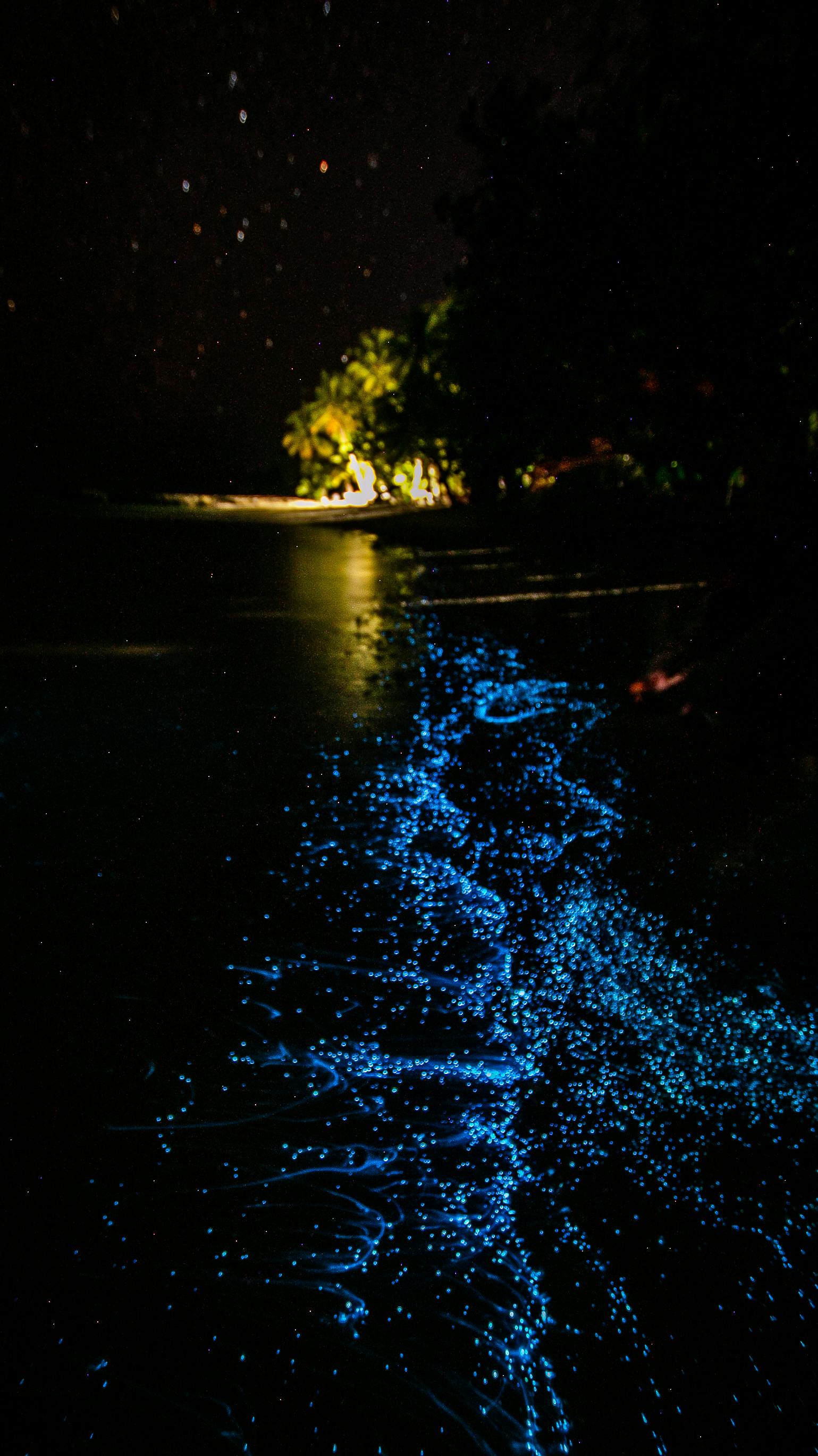 1539x2736 Bioluminescence Photo, Download The BEST Free Bioluminescence & HD Image