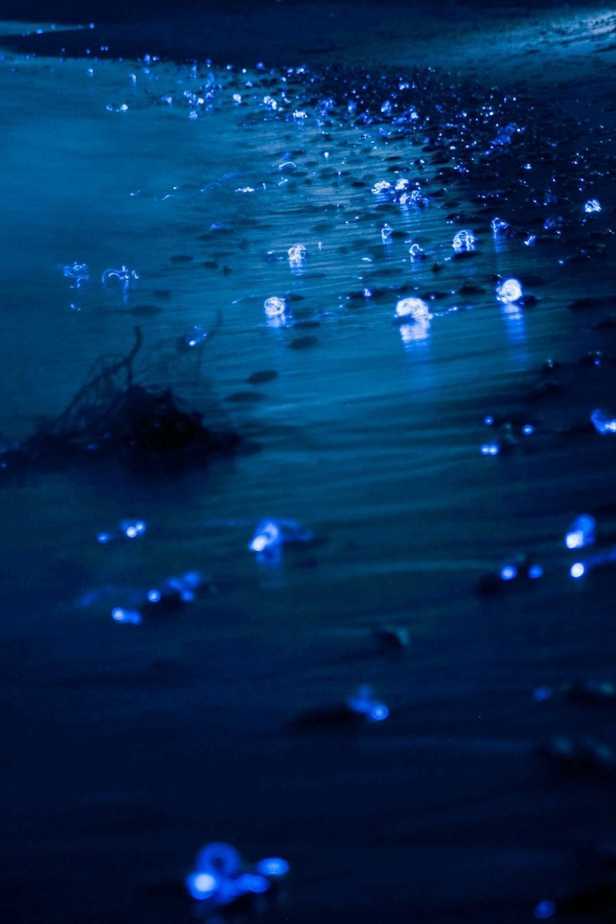 880x1320 Bioluminescence Wallpaper