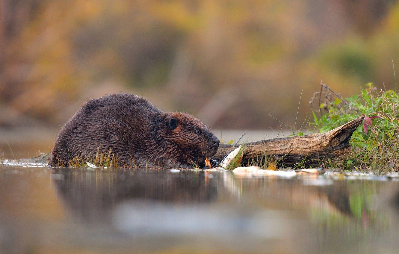 Beaver Wallpapers - Top Free Beaver Backgrounds - WallpaperAccess