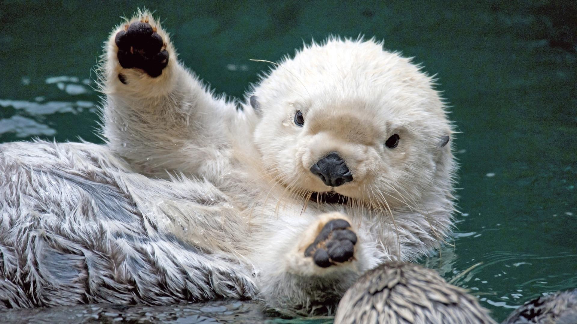 1920x1080 Beaver. Live wallpaper for Android