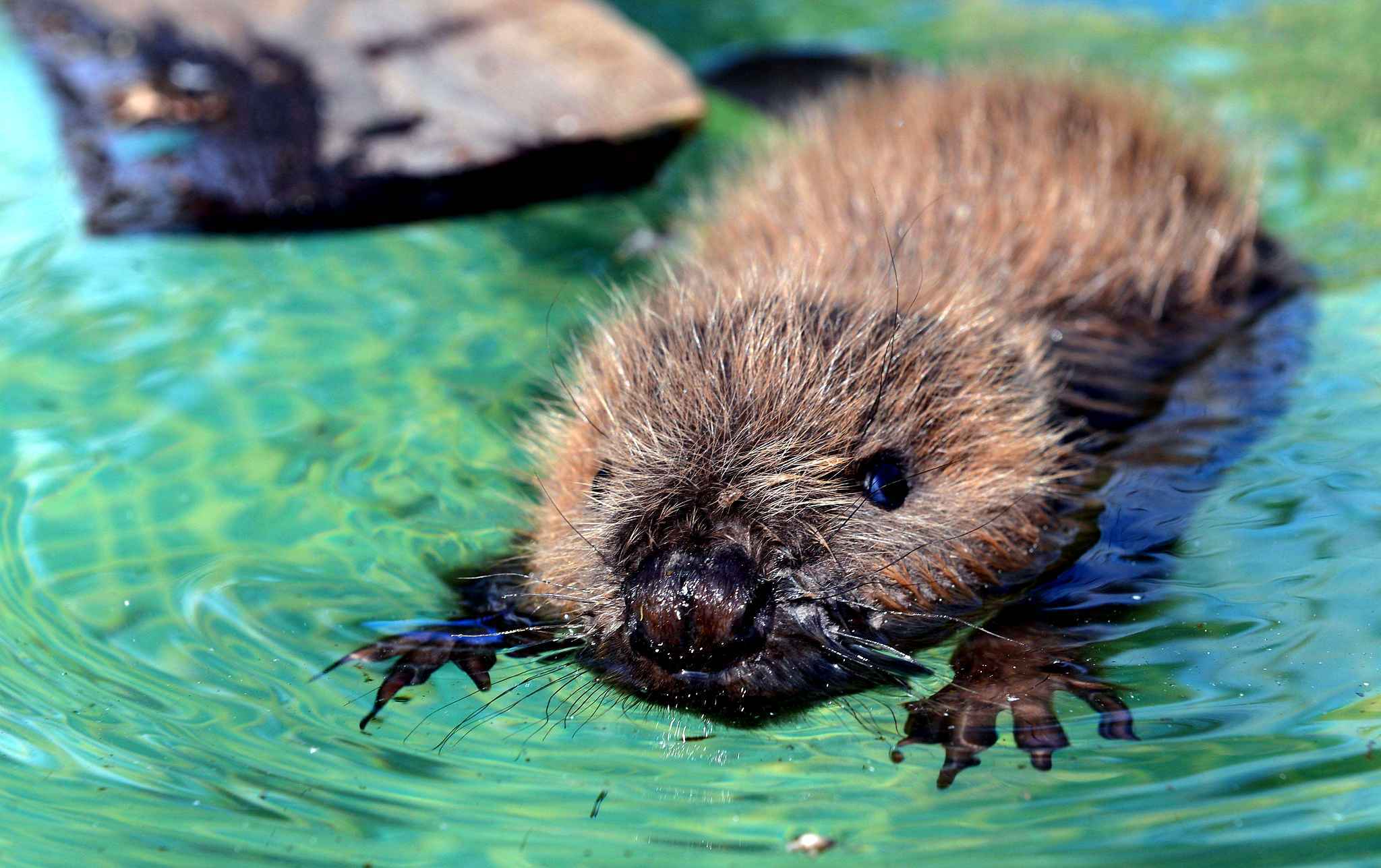 2048x1287 Beaver Wallpaper