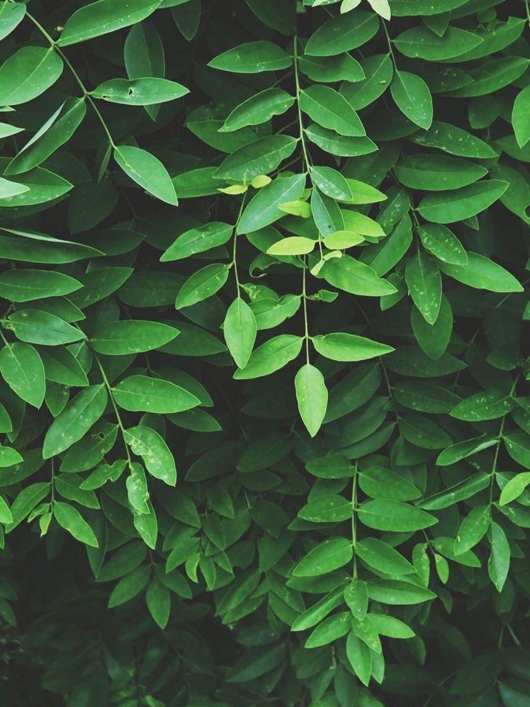 768x1024 Free download leaf wallpaper Green Aesthetic Nature aesthetic