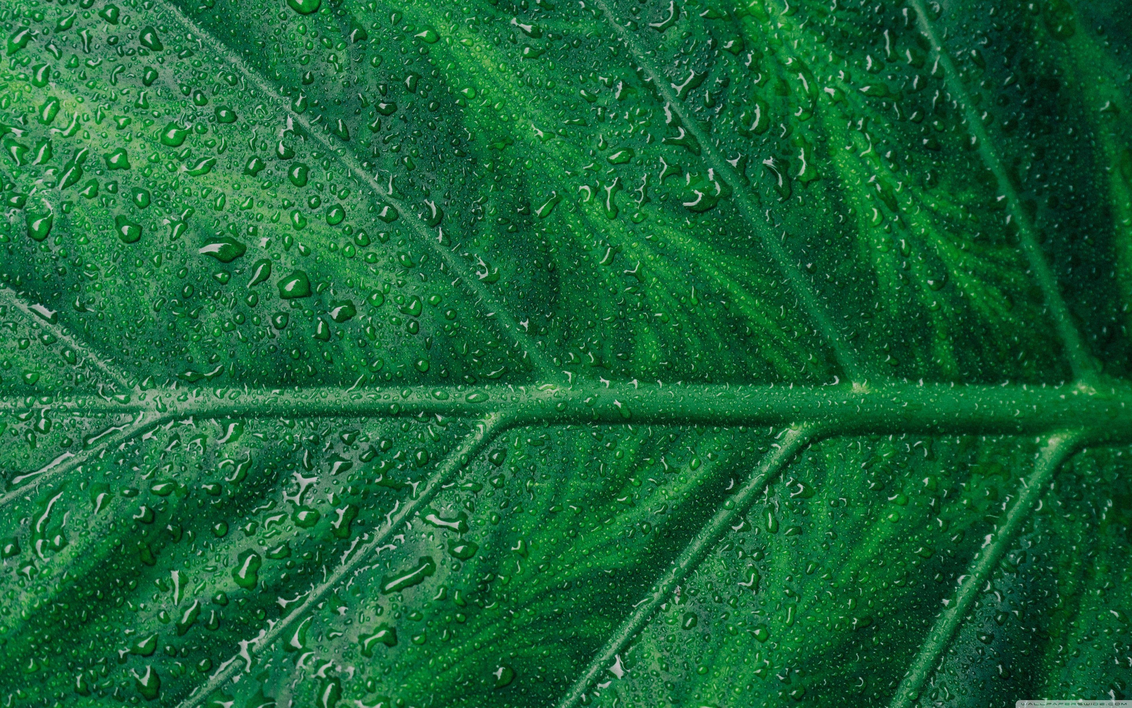 3840x2400 Download Green Leaf Aesthetic UltraHD Wallpaper