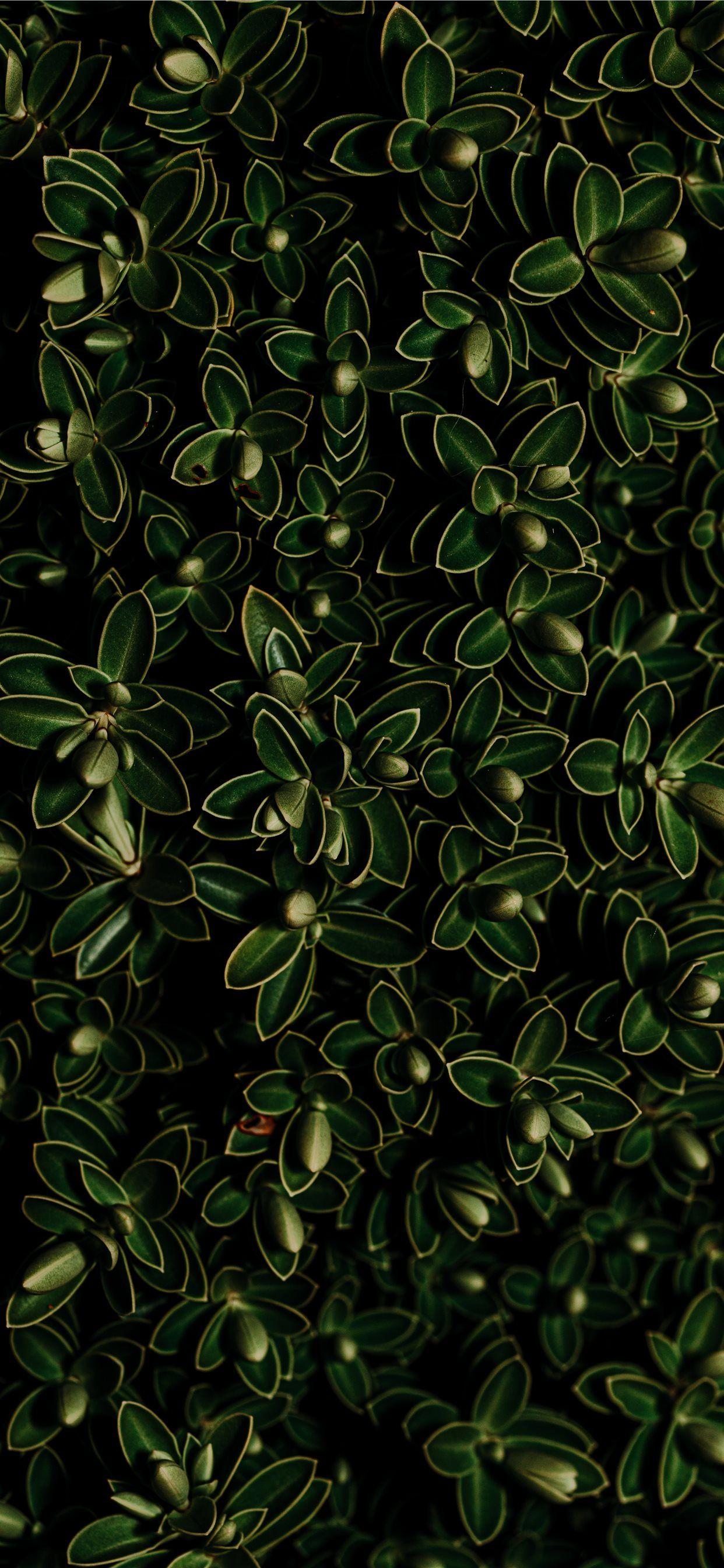 Jade Green Wallpapers Top Free Jade Green Backgrounds WallpaperAccess