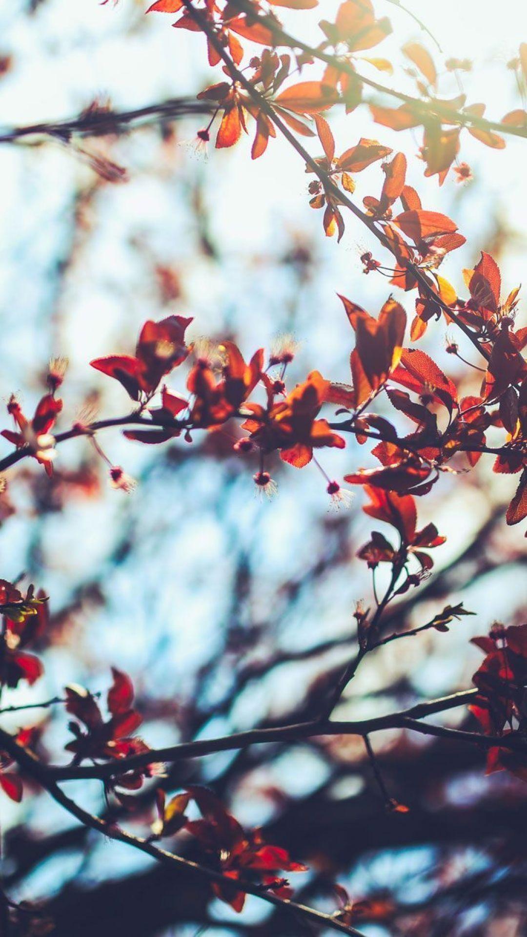 1080x1919 Fall Aesthetic, iPhone, Desktop HD Background