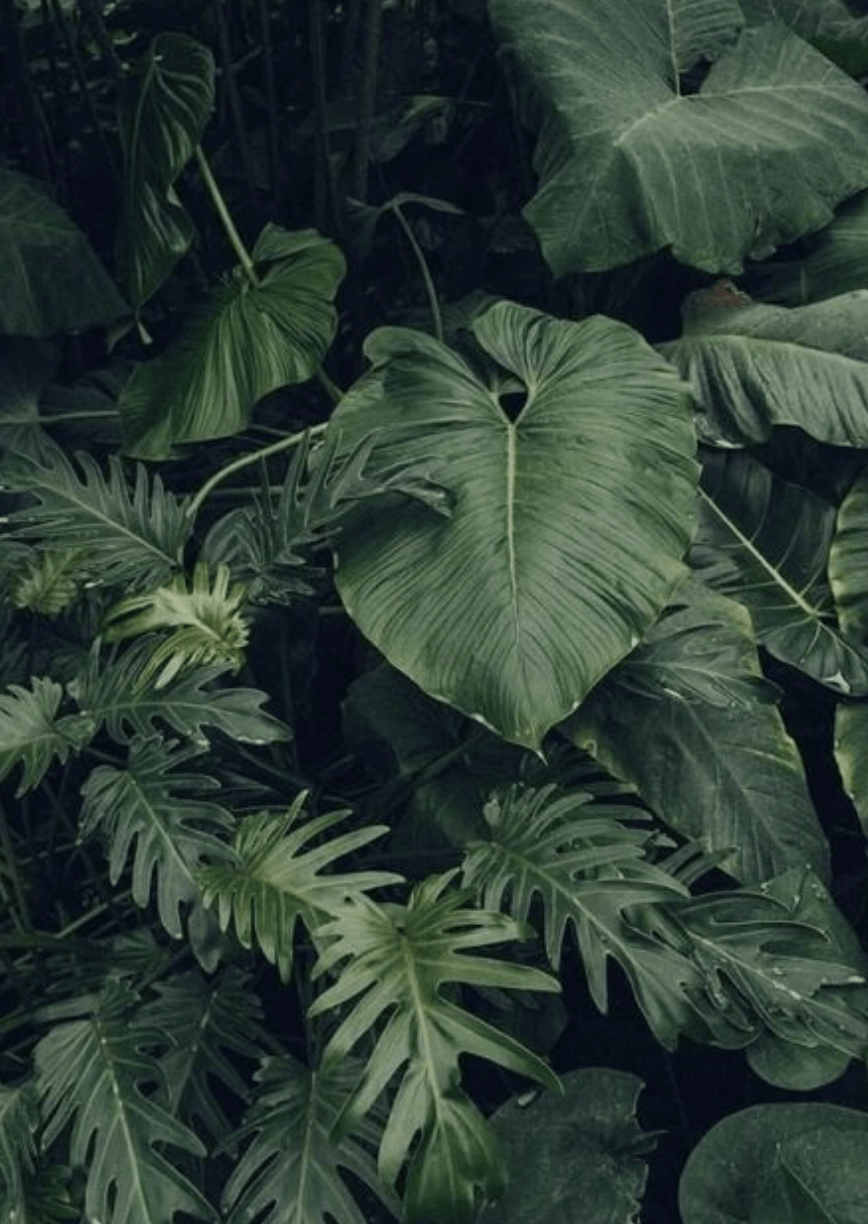 868x1224 Aesthetic Wallpaper Green