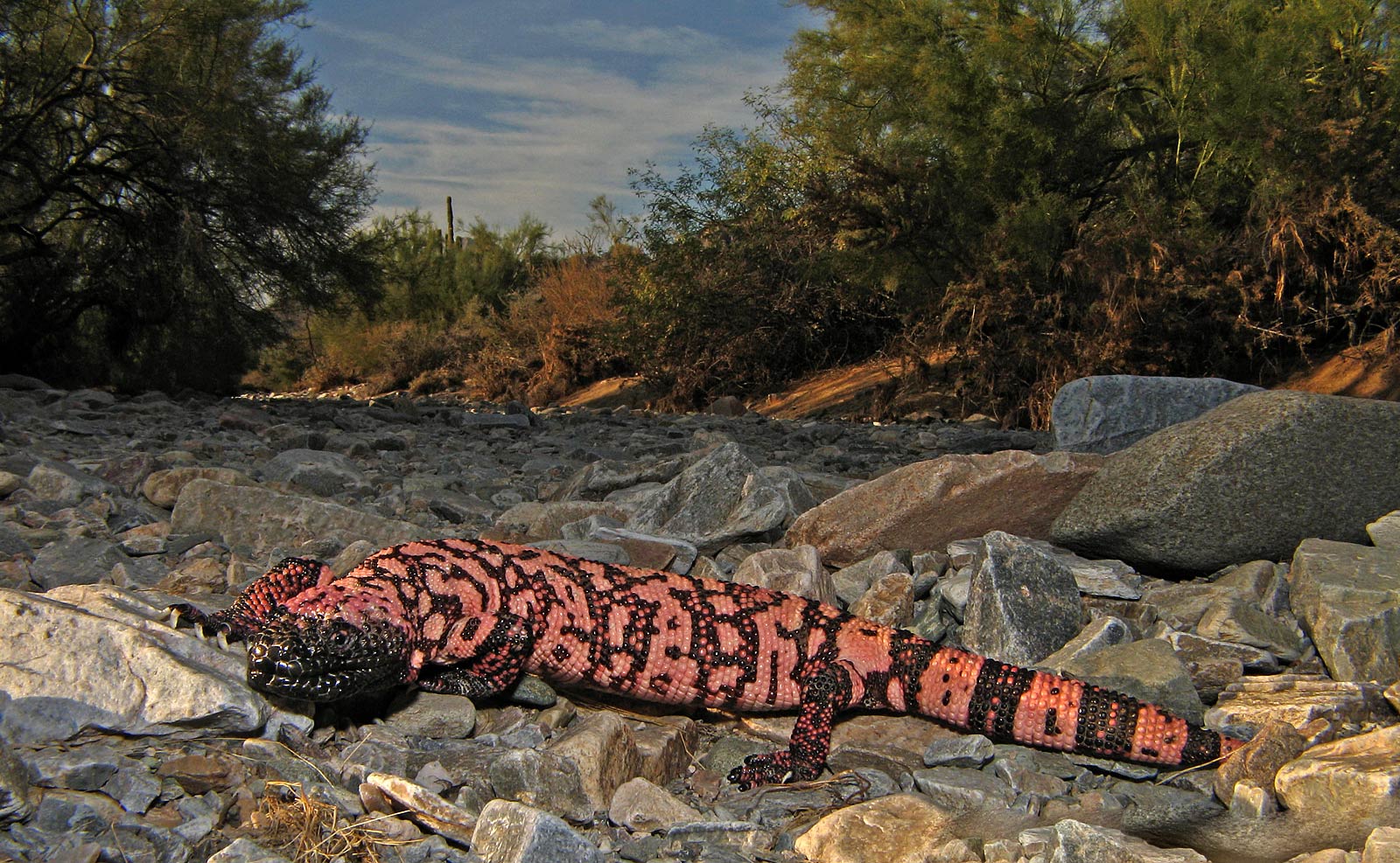 1600x987 Gila monster Wallpaper