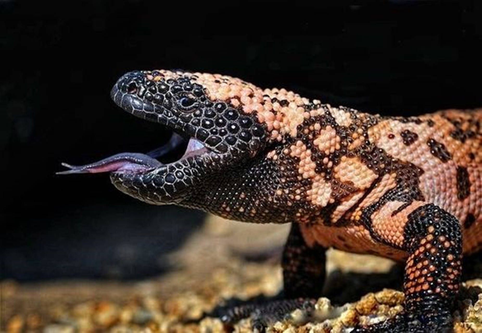 1852x1280 Gila Monster Wallpaper
