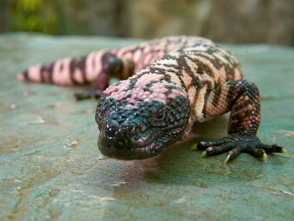 1024x768 Gila monster Wallpaper picture