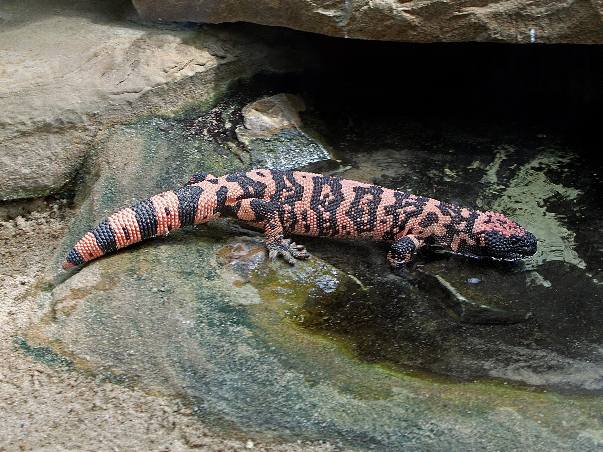 1920x1440 Download Animal Gila Monster HD Wallpaperx1945
