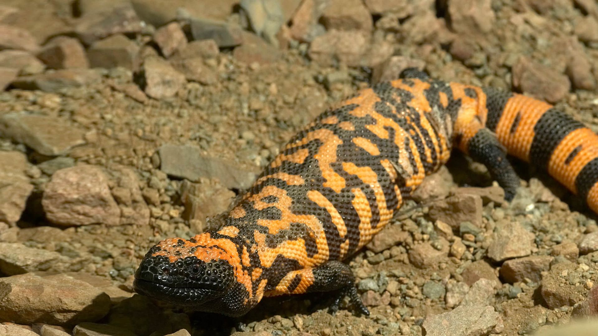 1920x1080 Gila Monster. San Diego Zoo Animals & Plants