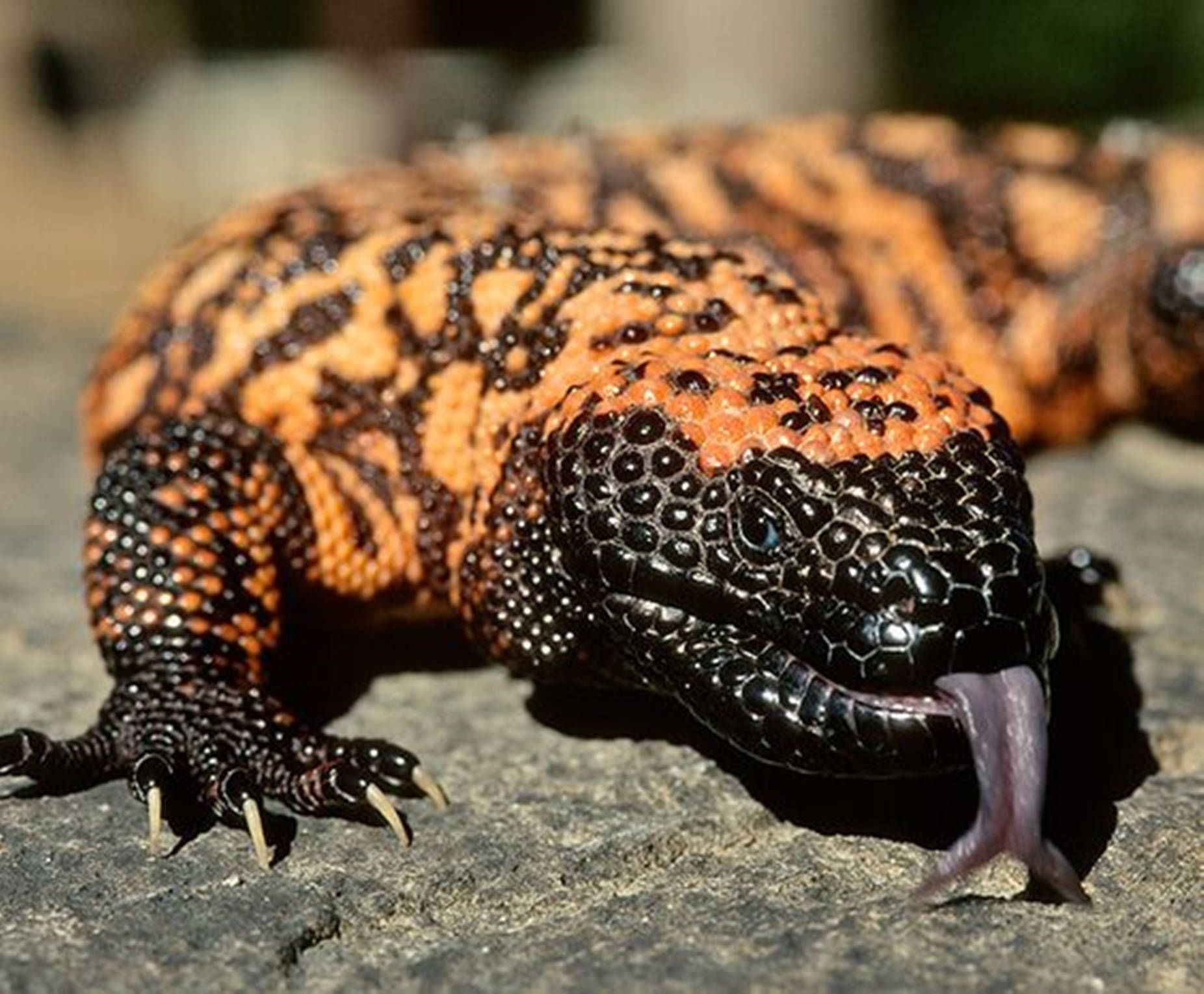 1852x1530 Download Stunning Black and Yellow Gila Monster Perched on a Rock Wallpaper