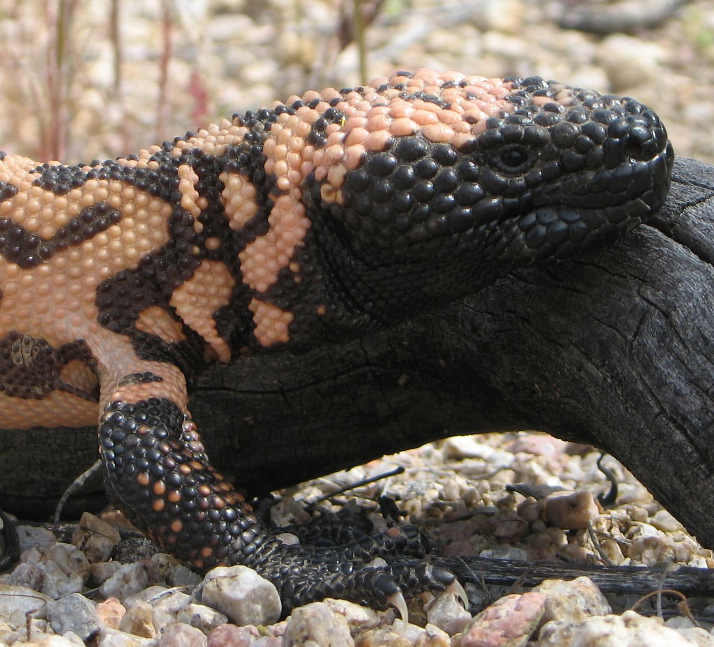 1458x1321 Gila Monster