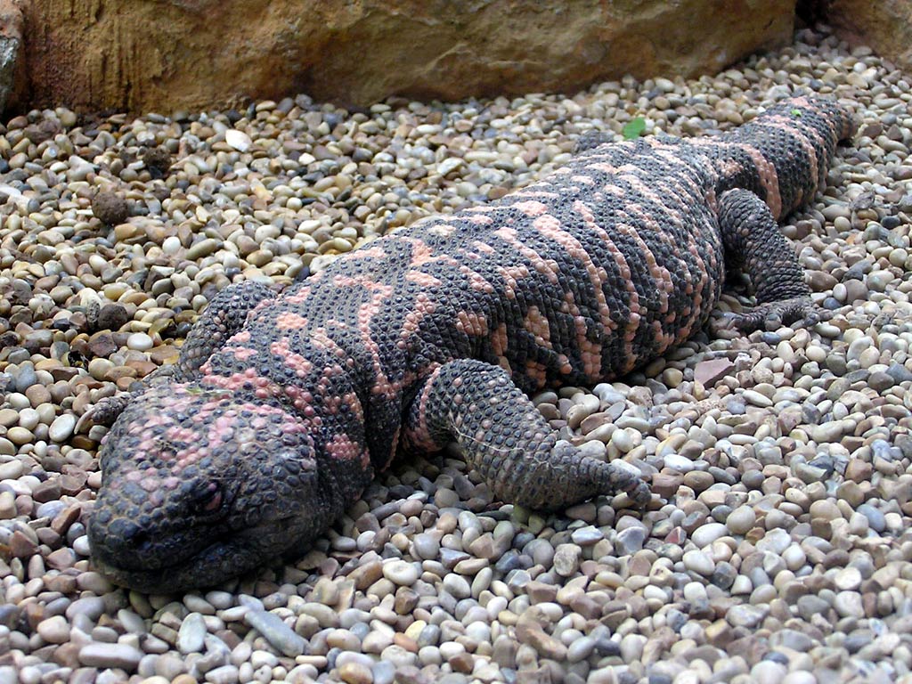 1024x768 Gila monster Wallpaper and background