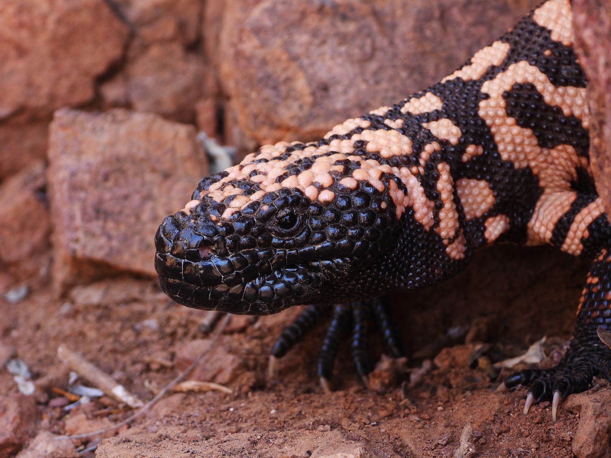 2048x1536 Gila Monster (Heloderma suspectum) · iNaturalist