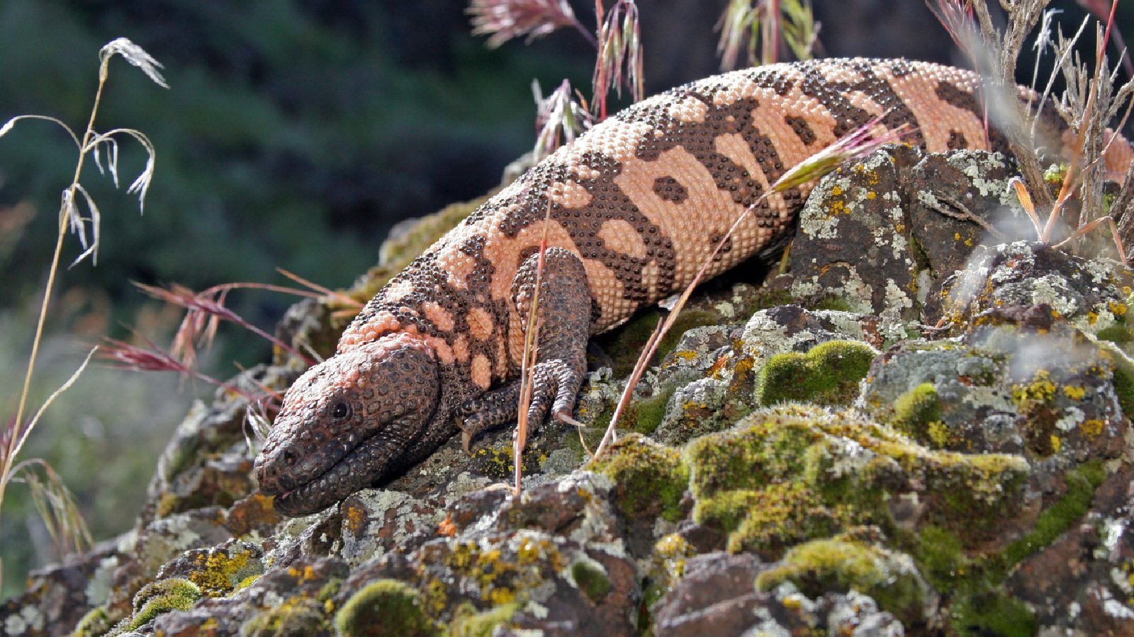 1600x900 The Gila monster is Utah's official state reptile