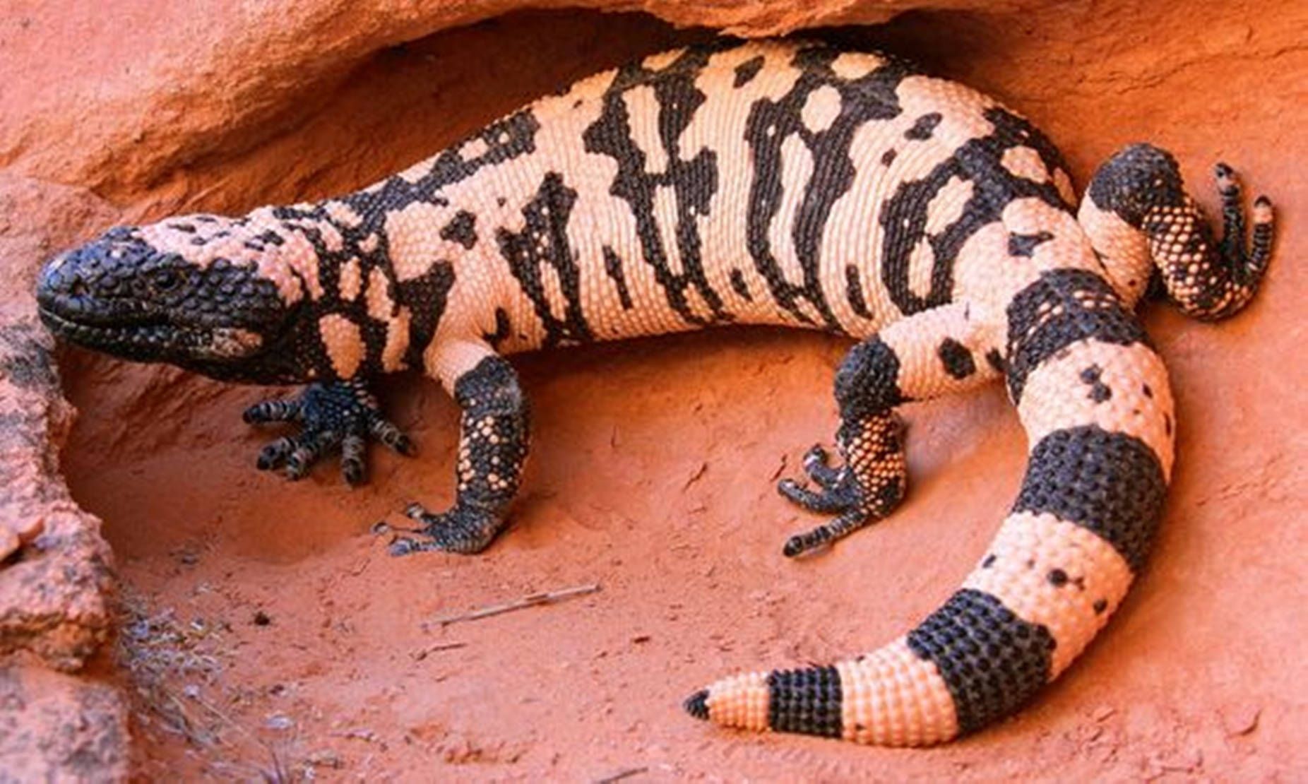 1852x1110 Download Gila Monster Black And White Pattern On Rock Wallpaper