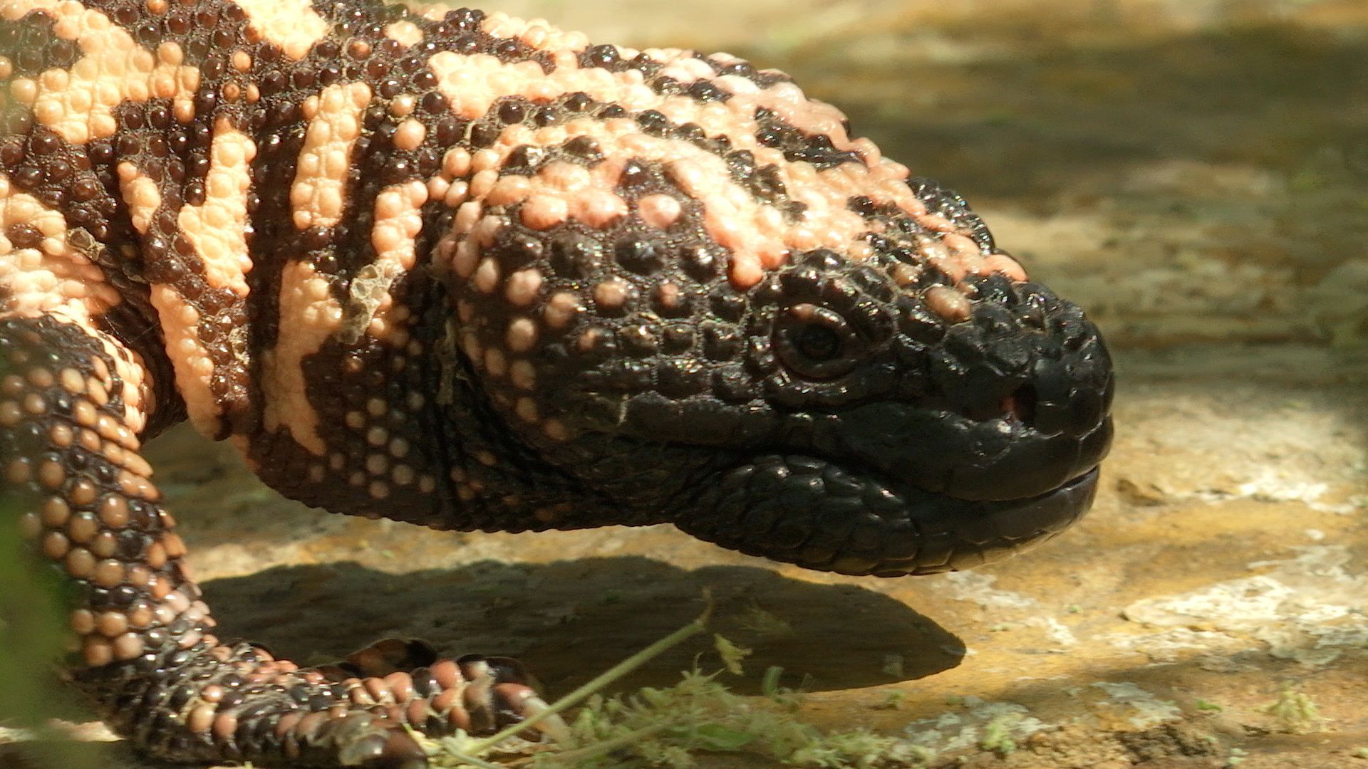 1920x1080 Gila monster
