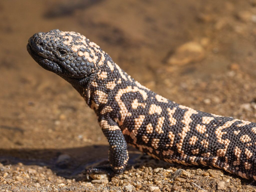 1024x768 Gila Monster