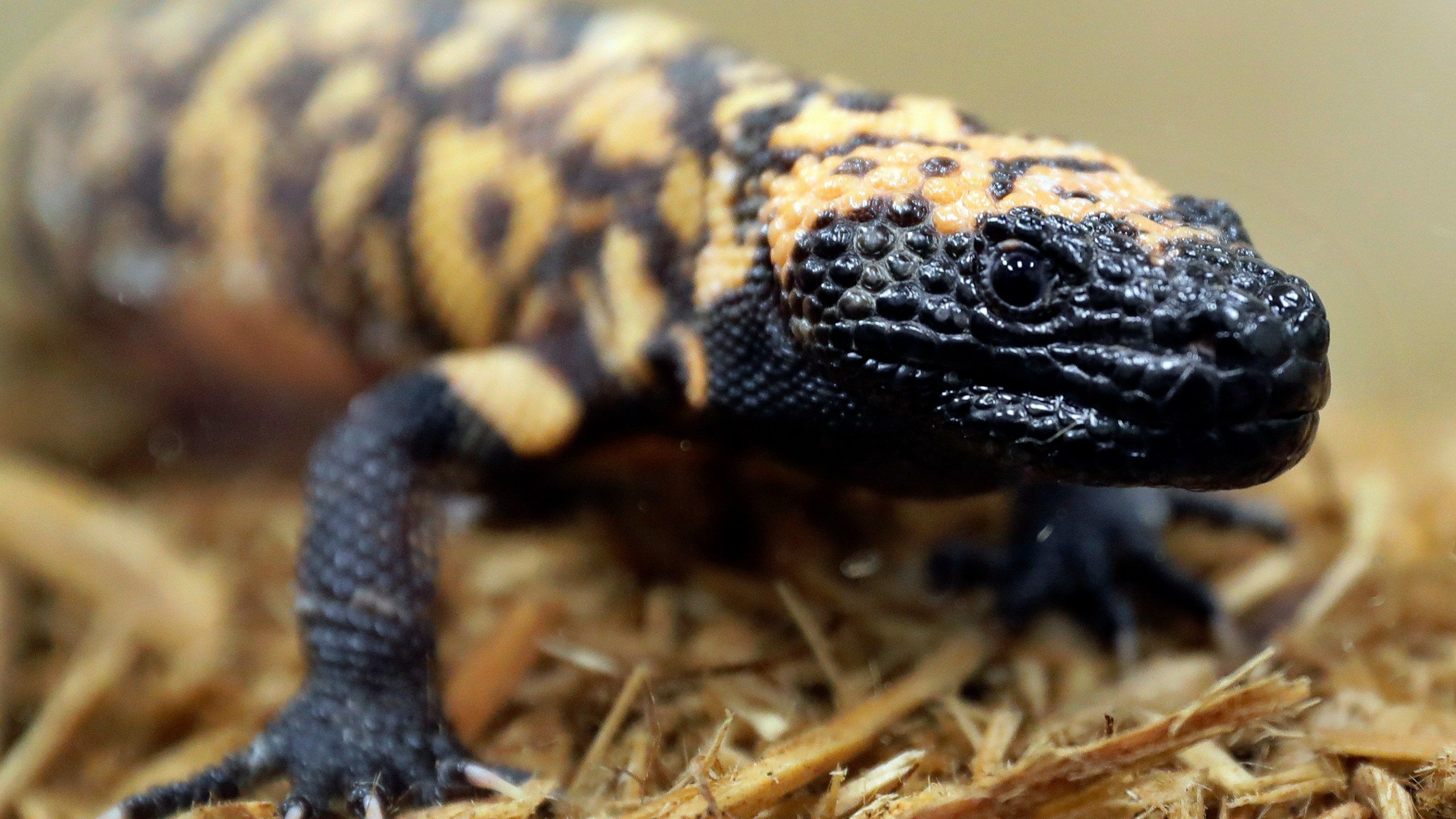2560x1440 A Colorado man died after a Gila monster bite. Opinions and laws on keeping the lizard as a pet vary