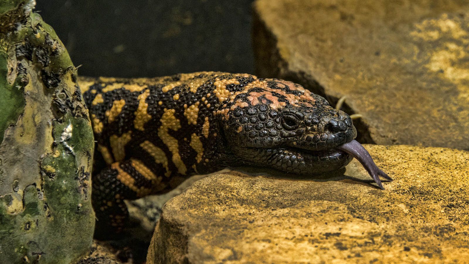 1600x900 Wyoming Dealers Say Gila Monsters Not Good Pets After Bite Kills Colorado Man. Cowboy State Daily