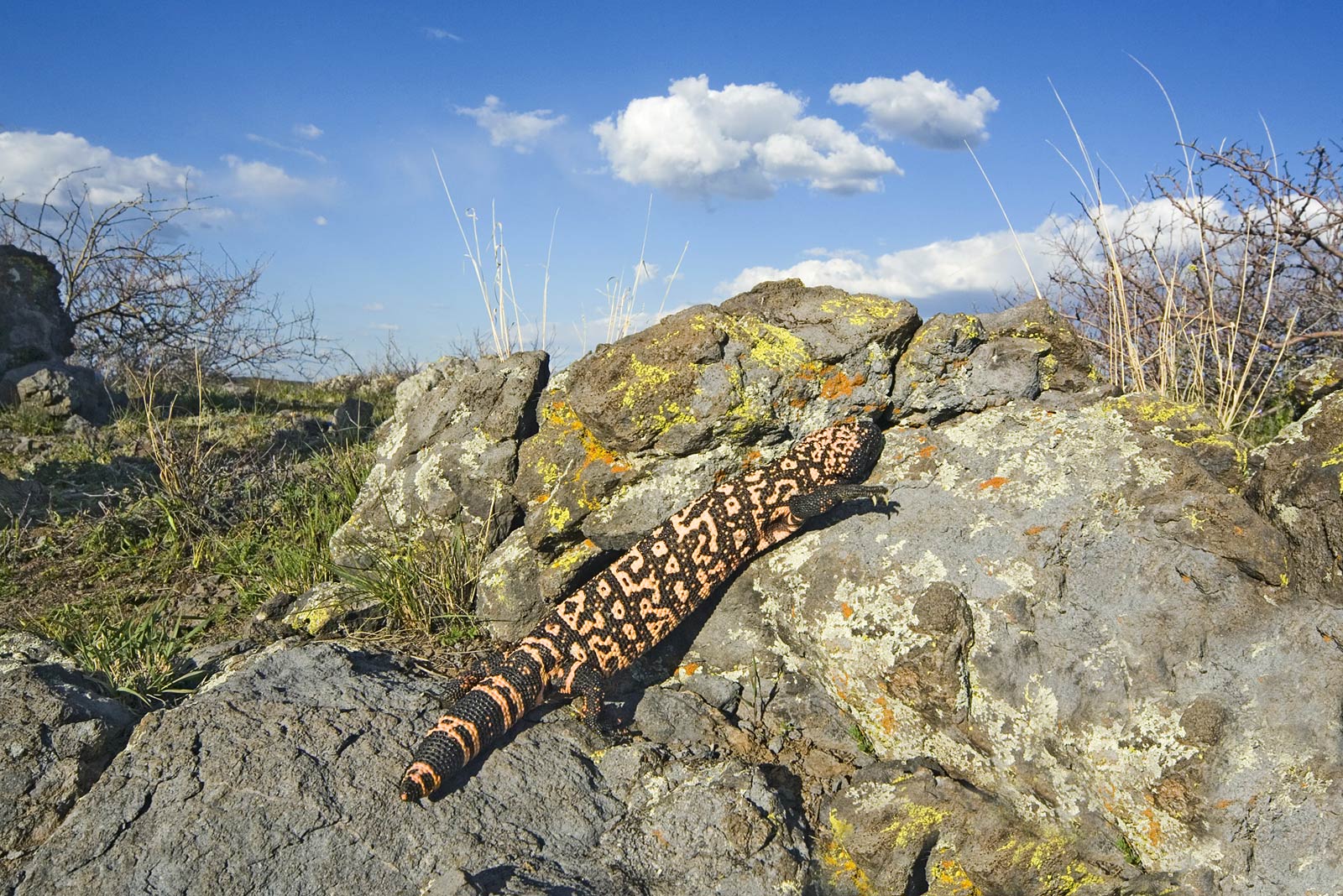 1600x1068 Free Gila monster Wallpaper download