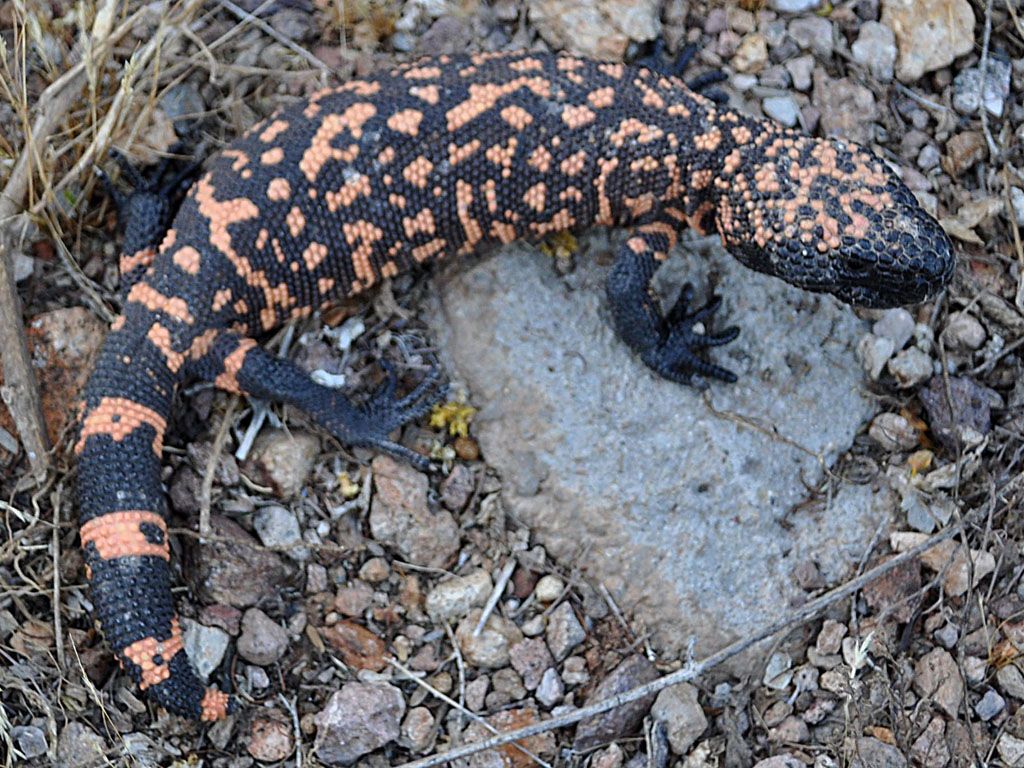 1024x768 Gila Monster suspectum. Gila 'monsters' live wi