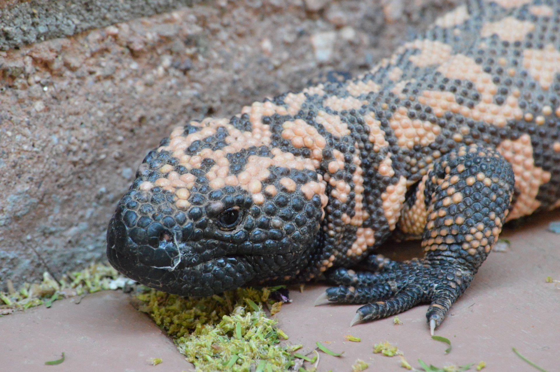 1920x1276 Download Animal Gila Monster HD Wallpaperx1400