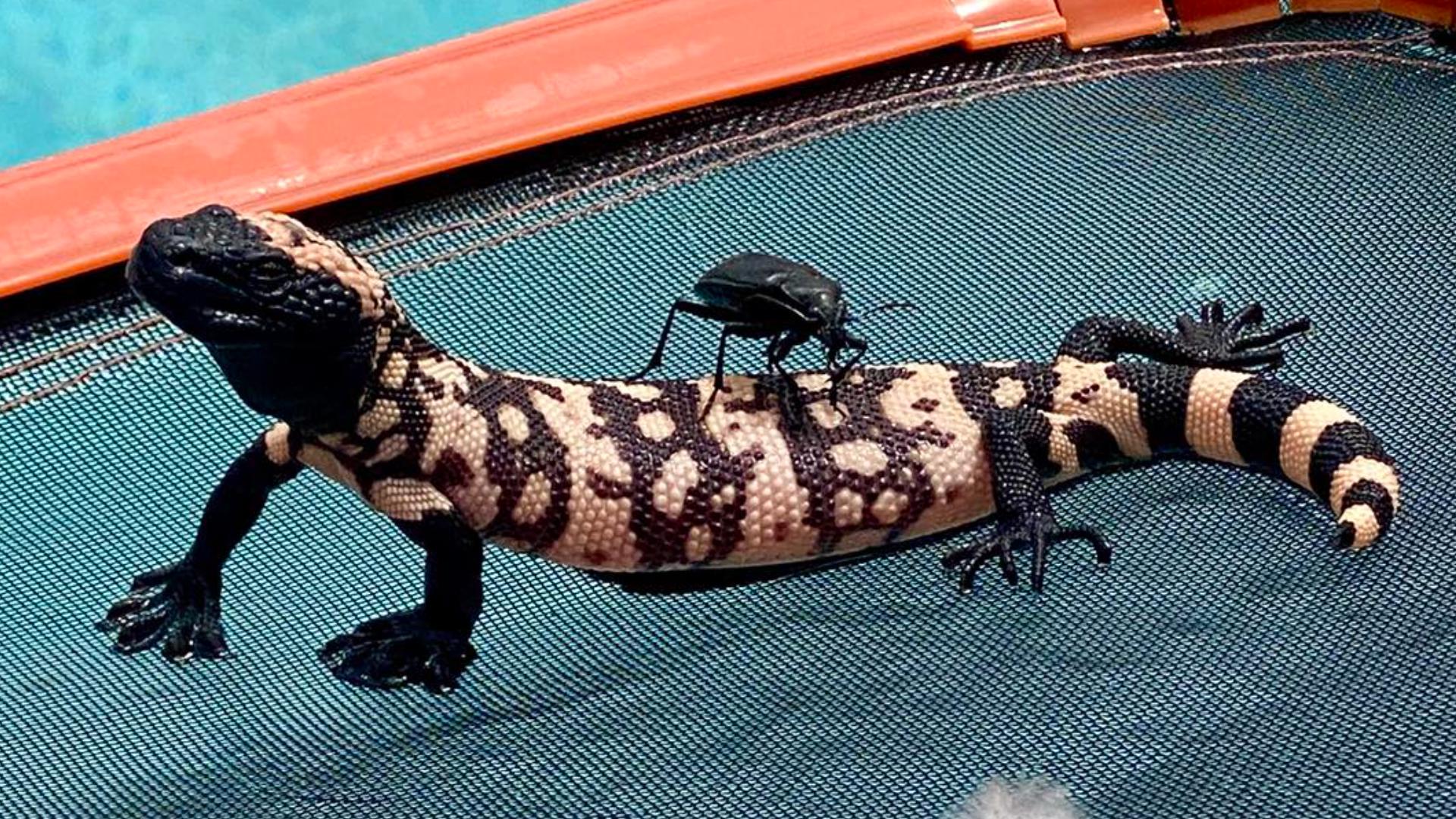 1920x1080 'What a scene': Gila monster rescued from pool with bug riding on its back