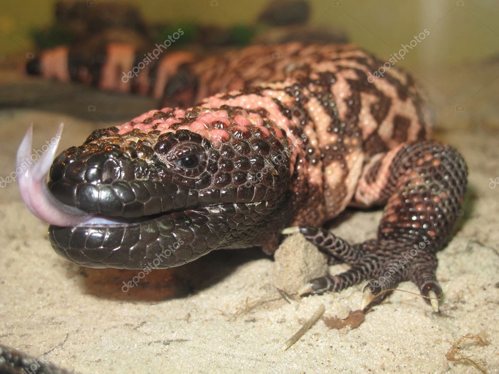 1024x768 Gila monster