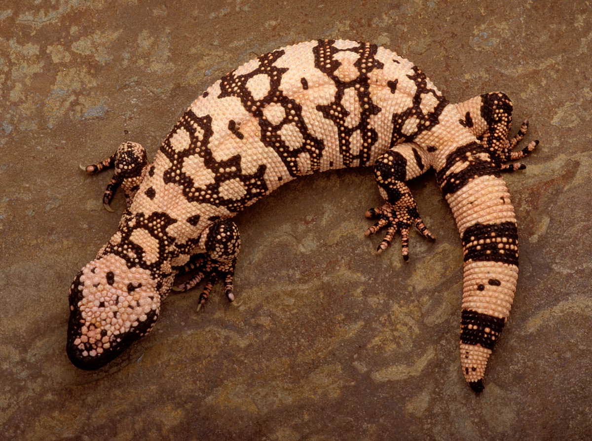 1200x894 Gila Monster Wallpaper