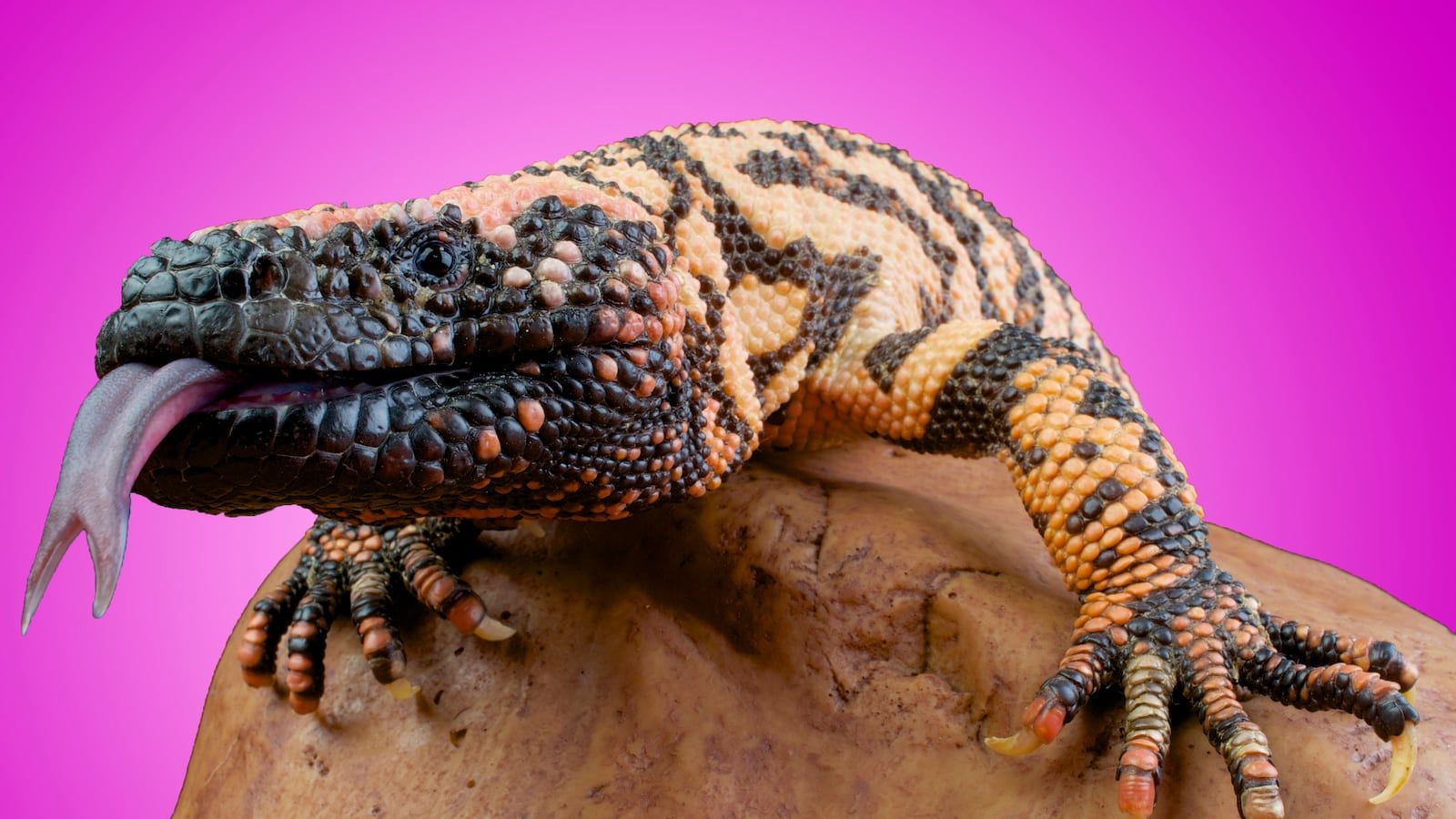 1600x900 The Greatest Hope for Diabetes Is the Gila Monster—and It's About to Go Extinct