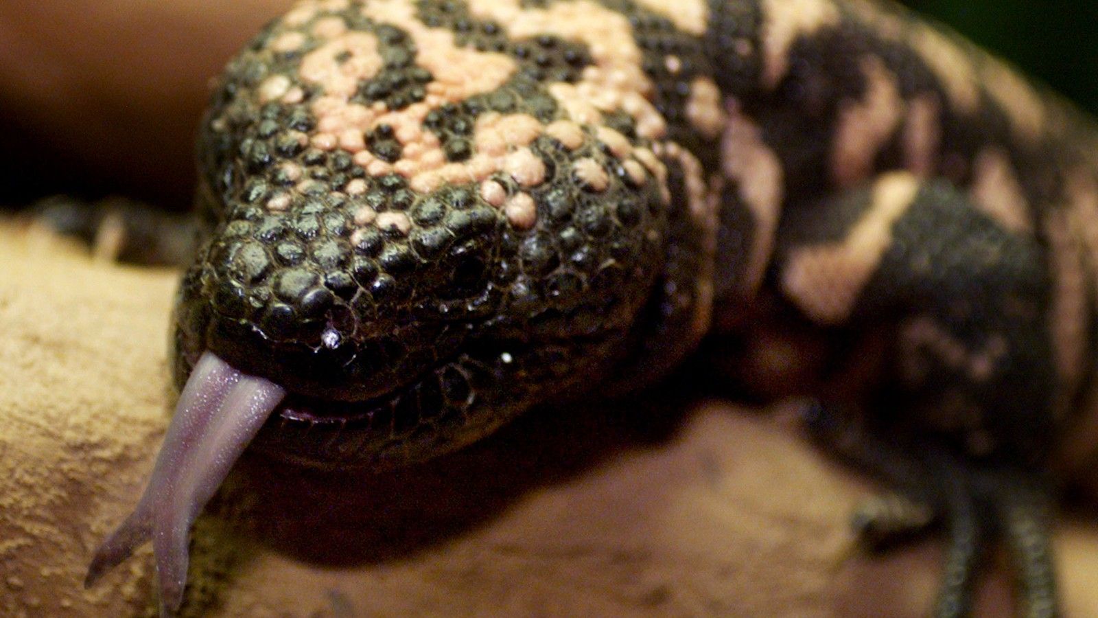1600x900 Arizona's Adorable Monster