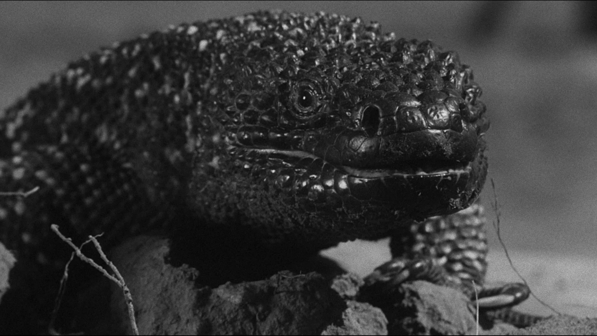 1920x1080 Dorky Teens and Beaded Lizards: Remembering The Giant Gila Monster