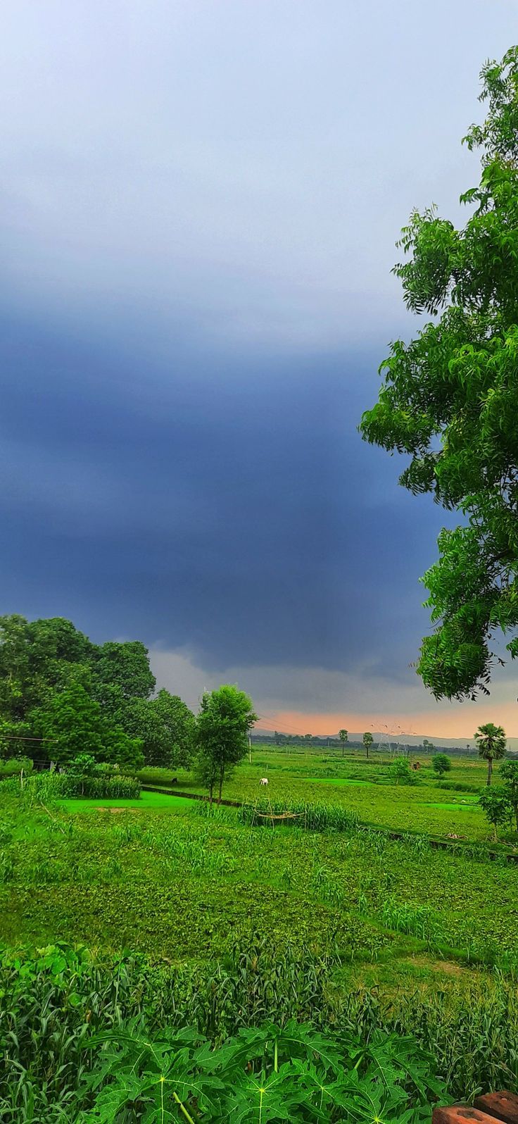 736x1596 Village Nature Android Wallpaper