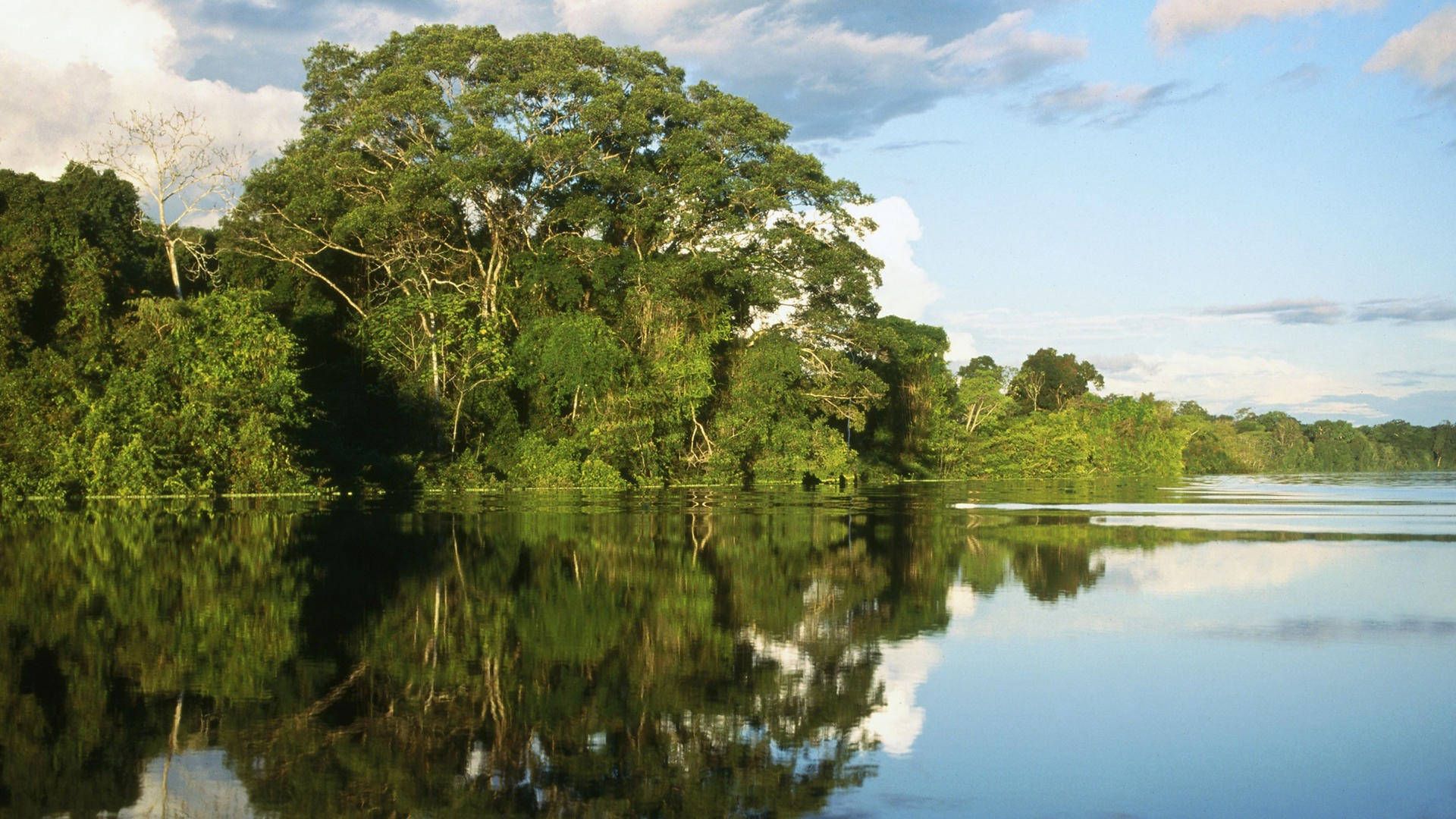 1920x1080 Download Amazonas Brazil Mangroves Swamp Wallpaper