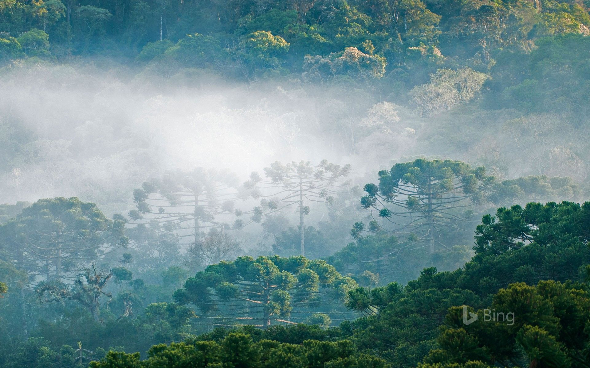 1920x1200 Brazilian pines in the Atlantic Forest, Brazil Wallpaper