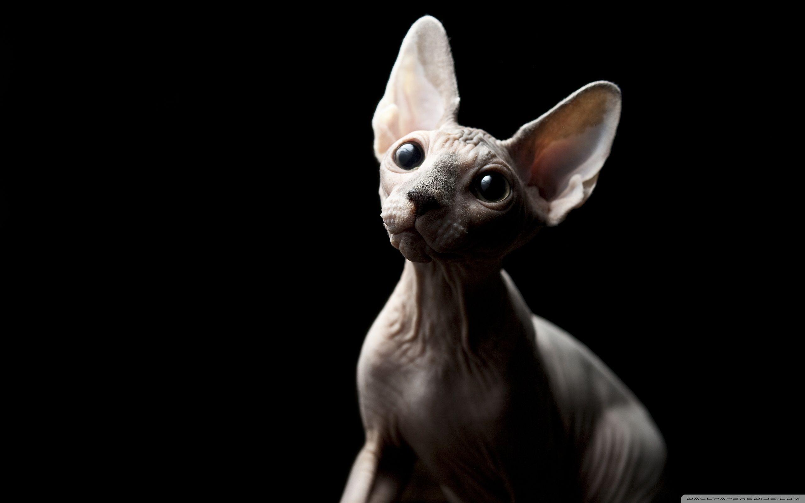 2560x1600 Sphynx Cat Ultra HD Desktop Background Wallpaper for 4K UHD TV