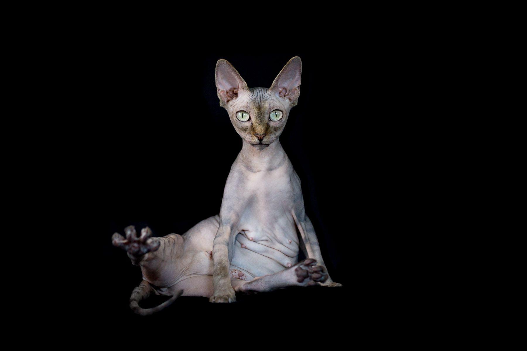 1800x1200 Sphynx Cat Wallpaper Cats, HD Wallpaper & background