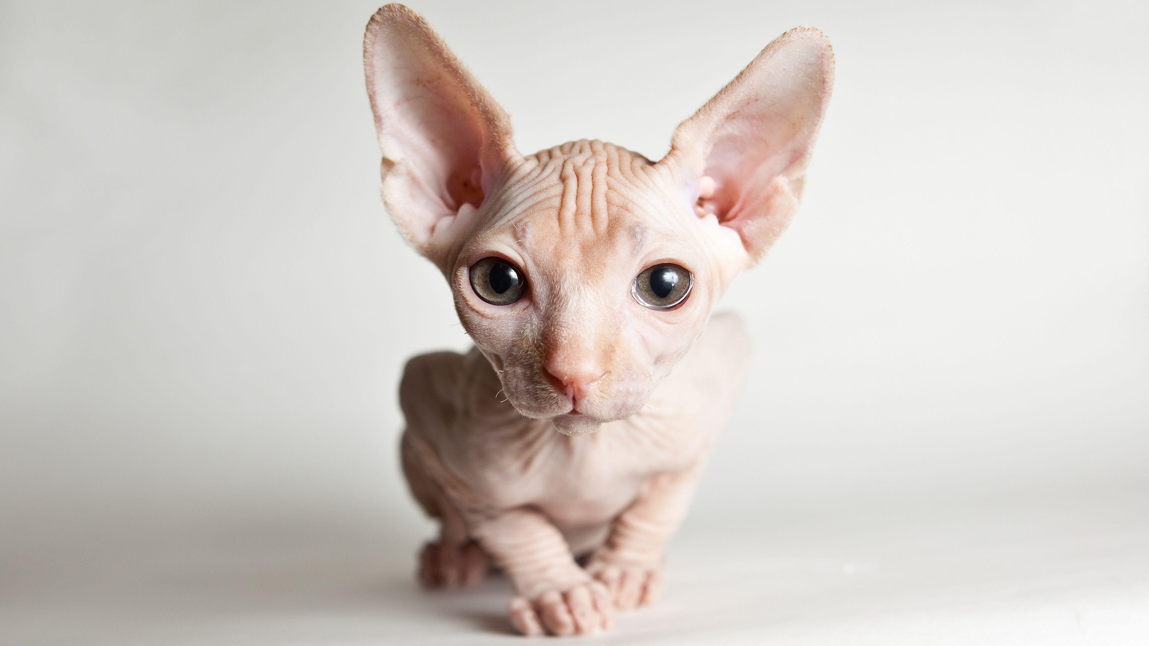 Sphynx Cat Wallpapers - Top Free Sphynx Cat Backgrounds - WallpaperAccess