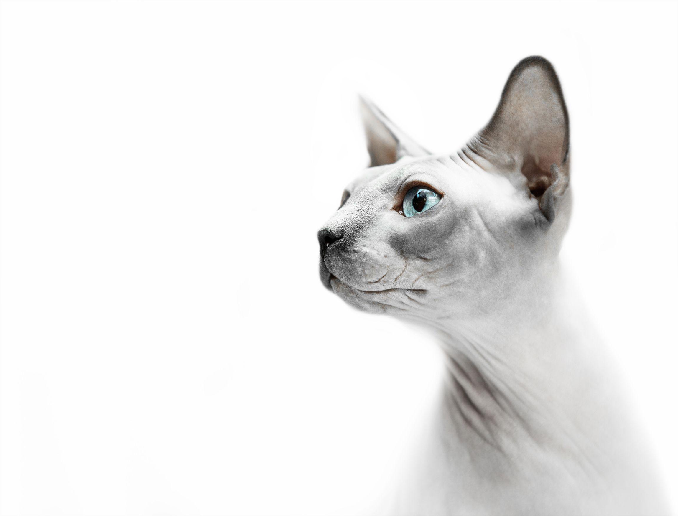2300x1751 Sphynx Kittens Wallpaper