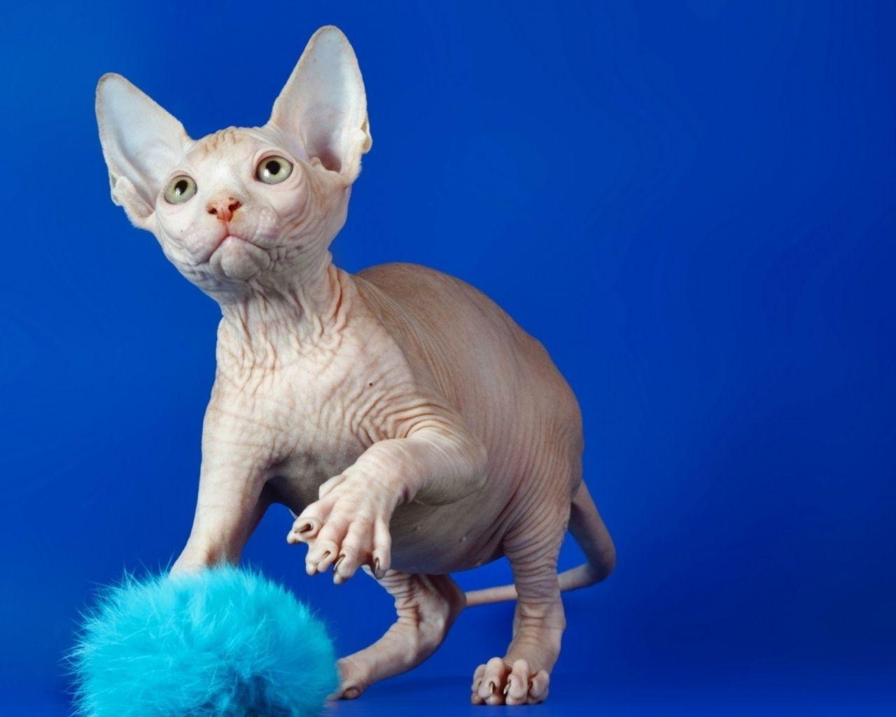 1280x1024 Free download Sphynx cat wallpaper Animal wallpaper 40736
