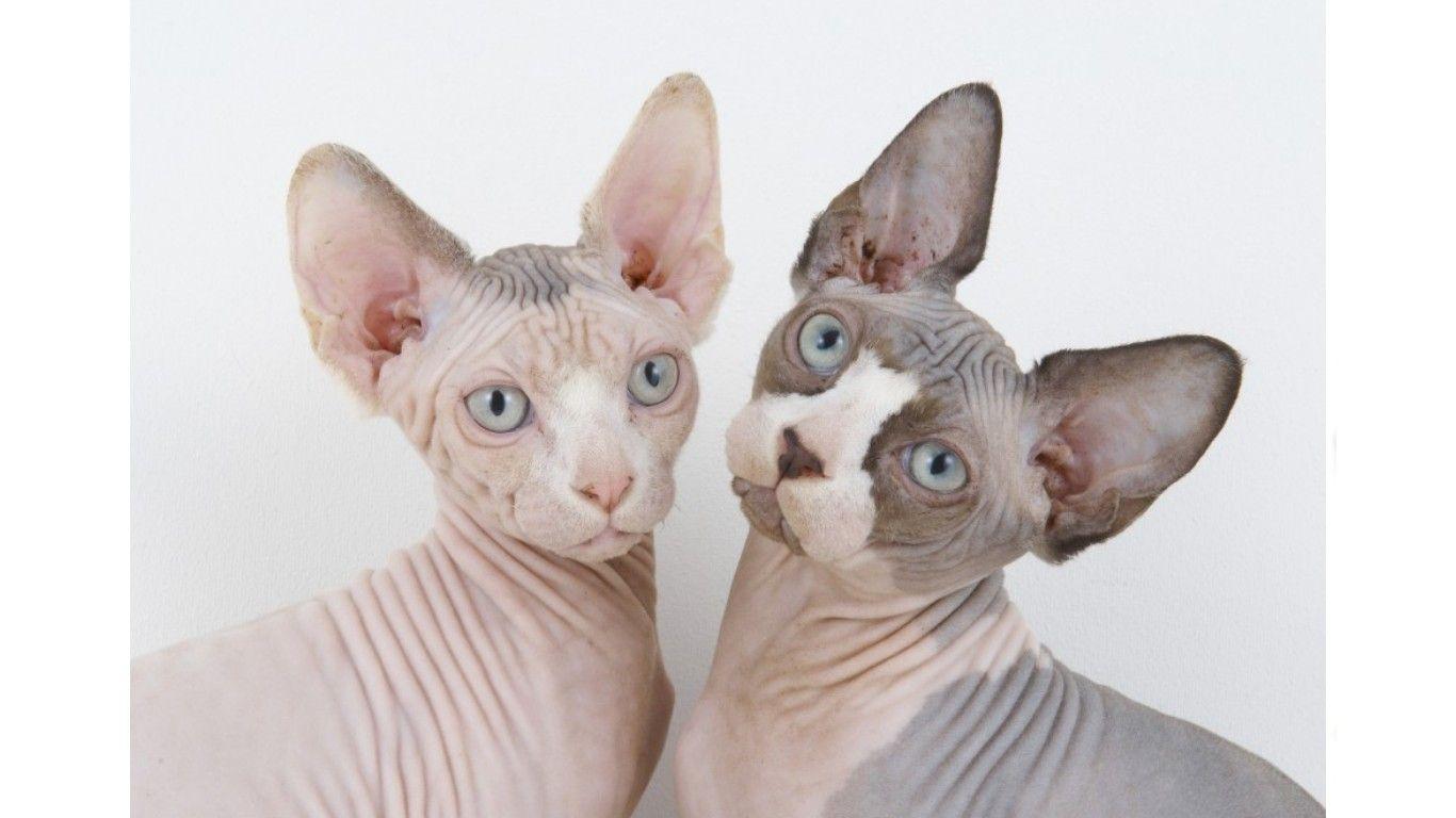 1366x768 Sphynx cats photo and wallpaper. Beautiful Sphynx cats picture